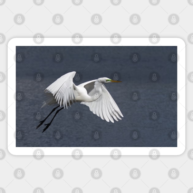 Great Egret - Florida Sticker by Jim Cumming